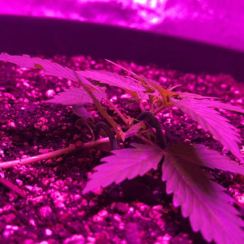 PBC Auto growlog timeline photo