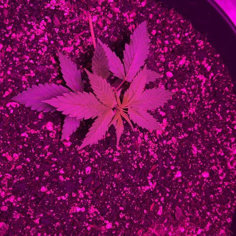 PBC Auto growlog timeline photo