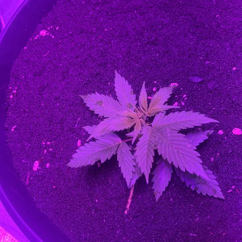 PBC Auto growlog timeline photo