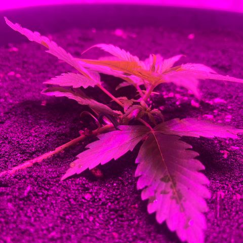 PBC Auto growlog timeline photo