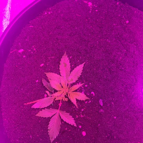 PBC Auto growlog timeline photo
