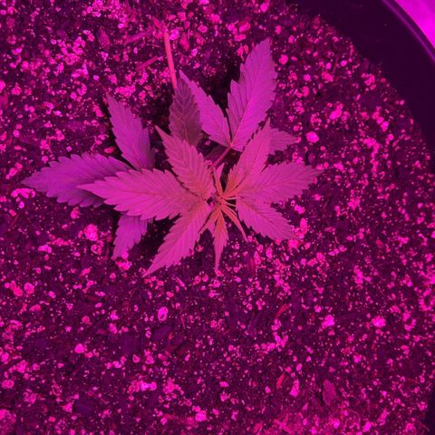 PBC Auto growlog timeline photo