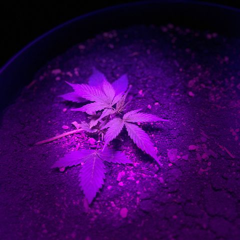 PBC Auto growlog timeline photo