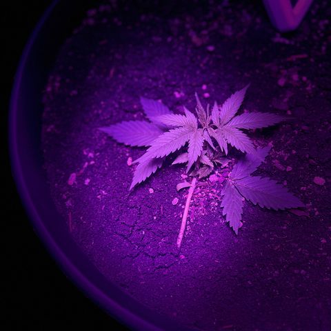 PBC Auto growlog timeline photo