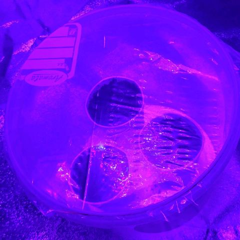 Lemon Wonder Automatic growlog photo
