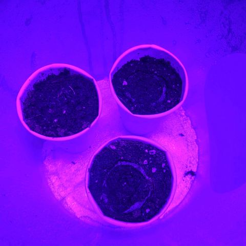 Lemon Wonder Automatic growlog photo