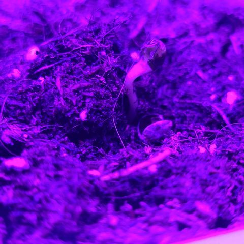 Lemon Wonder Automatic growlog photo: 3/3 erfolgreich gekeimt 