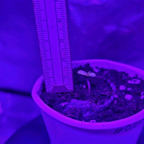 Lemon Wonder Automatic growlog photo: 3/3 erfolgreich gekeimt 