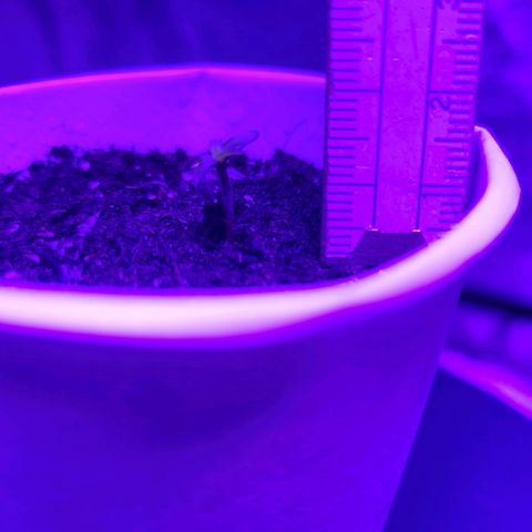 Lemon Wonder Automatic growlog timeline photo