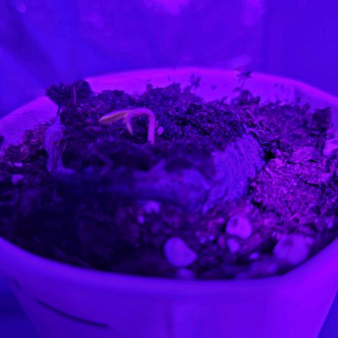 Lemon Wonder Automatic growlog photo