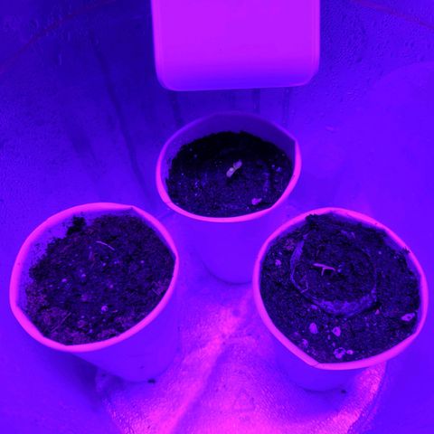 Lemon Wonder Automatic growlog photo: 1. Tag der Ladys 