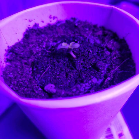 Lemon Wonder Automatic growlog photo: 1. Tag der Ladys 