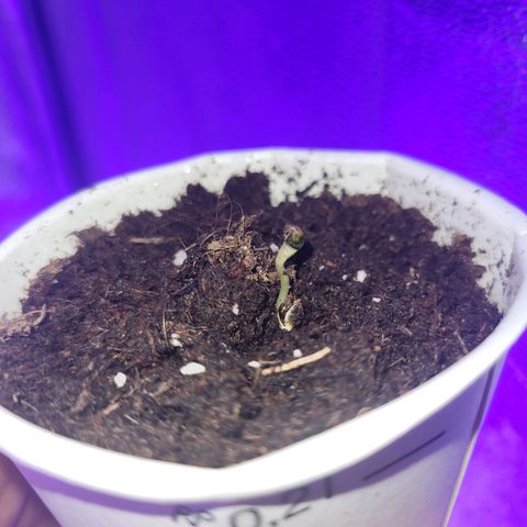 Lemon Wonder Automatic growlog photo: Nr 3 auch gekeimt