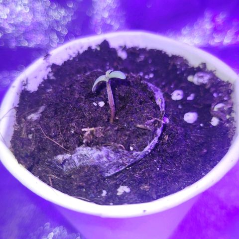Lemon Wonder Automatic growlog photo: Happy birthday 