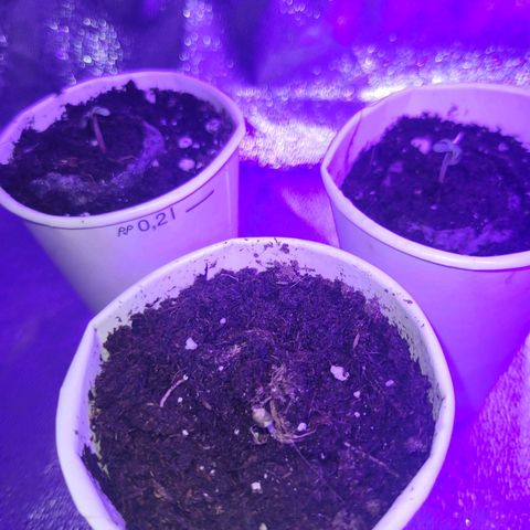 Lemon Wonder Automatic growlog photo: Happy birthday 