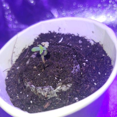 Lemon Wonder Automatic growlog photo: Happy birthday 