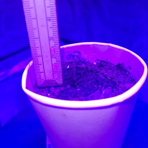 Lemon Wonder Automatic growlog photo: Tag 2