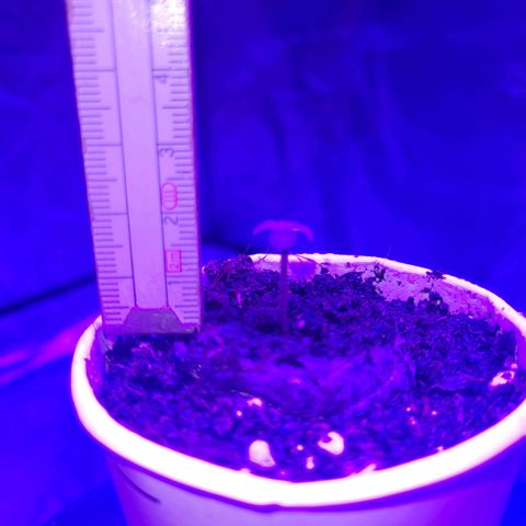Lemon Wonder Automatic growlog photo: Tag 2