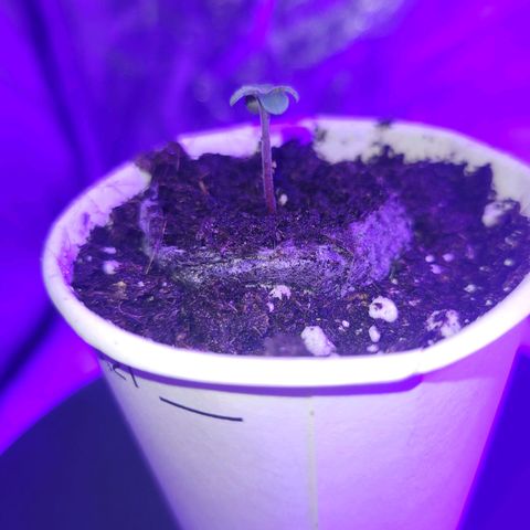 Lemon Wonder Automatic growlog photo: Tag 2