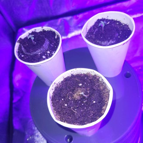 Lemon Wonder Automatic growlog photo: Tag 2