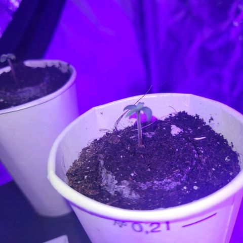 Lemon Wonder Automatic growlog photo: Tag 2
