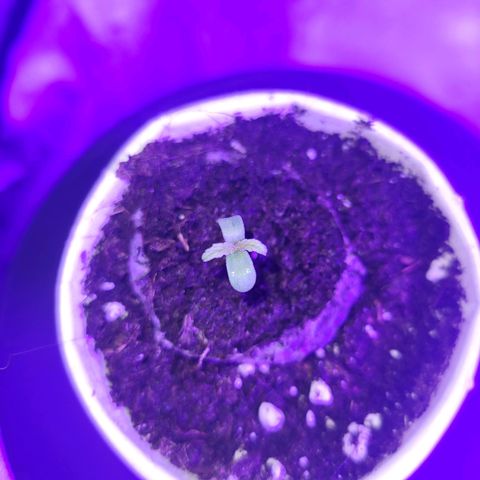 Lemon Wonder Automatic growlog photo: Tag 2