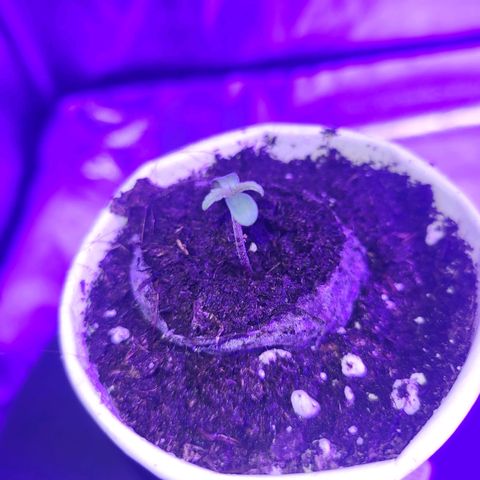 Lemon Wonder Automatic growlog photo: Tag 2