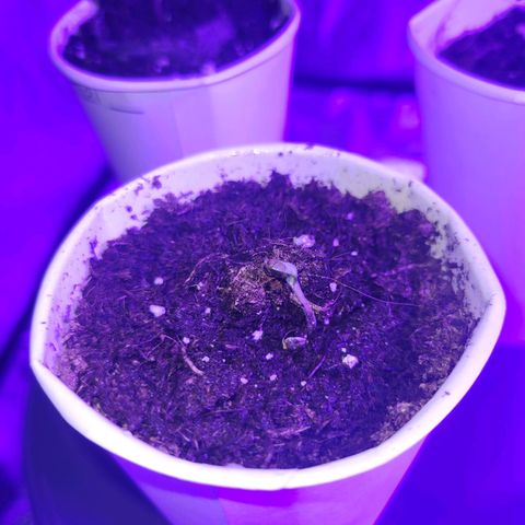 Lemon Wonder Automatic growlog photo: Tag 2