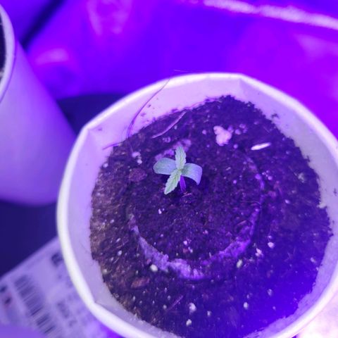 Lemon Wonder Automatic growlog photo: Tag 2