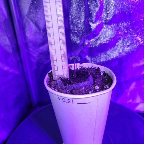 Lemon Wonder Automatic growlog photo: Knappe 0.5 cm in 6 Stunden