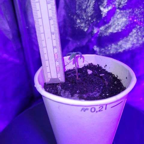 Lemon Wonder Automatic growlog photo: Knappe 0.5 cm in 6 Stunden