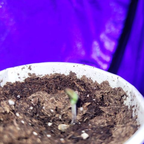 Lemon Wonder Automatic growlog photo: Knappe 0.5 cm in 6 Stunden