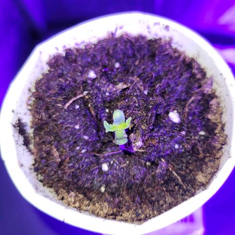 Lemon Wonder Automatic growlog photo: Die 3. Pflanze hat sich nun auch von ihrer hülle befreit ❤️