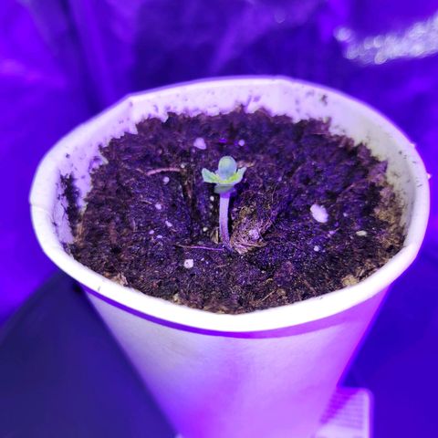 Lemon Wonder Automatic growlog photo: Die 3. Pflanze hat sich nun auch von ihrer hülle befreit ❤️