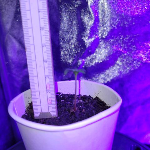 Lemon Wonder Automatic growlog photo: Die 3. Pflanze hat sich nun auch von ihrer hülle befreit ❤️