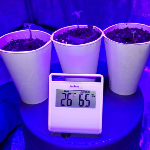 Lemon Wonder Automatic growlog timeline photo