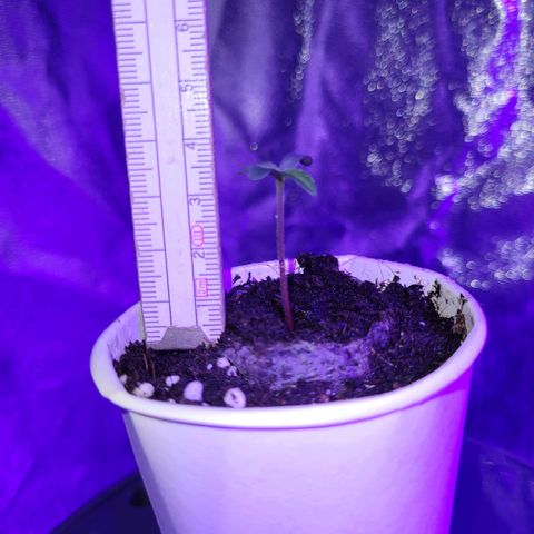 Lemon Wonder Automatic growlog photo: Die 3. Pflanze hat sich nun auch von ihrer hülle befreit ❤️