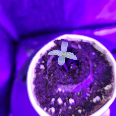 Lemon Wonder Automatic growlog photo: Die 3. Pflanze hat sich nun auch von ihrer hülle befreit ❤️