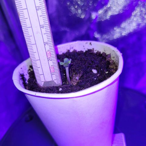 Lemon Wonder Automatic growlog photo: Die 3. Pflanze hat sich nun auch von ihrer hülle befreit ❤️