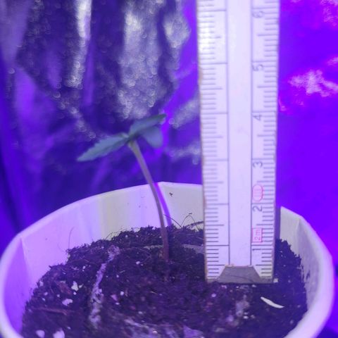Lemon Wonder Automatic growlog timeline photo