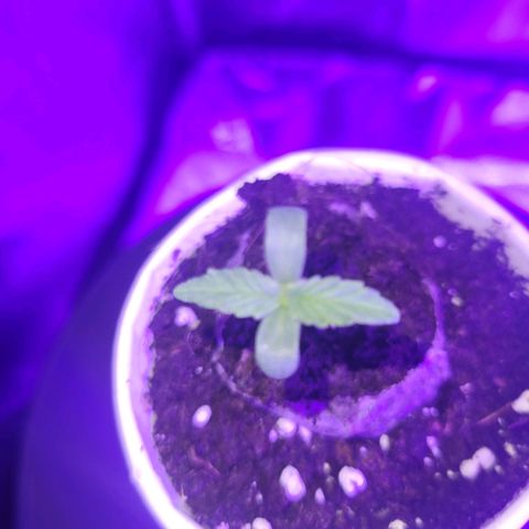 Lemon Wonder Automatic growlog timeline photo