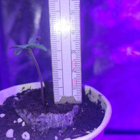 Lemon Wonder Automatic growlog photo: Messung Abends 