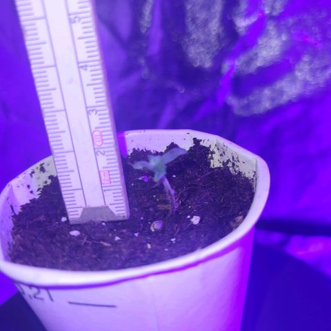 Lemon Wonder Automatic growlog timeline photo