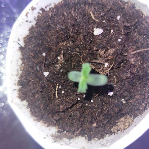 Lemon Wonder Automatic growlog timeline photo