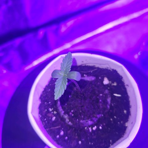Lemon Wonder Automatic growlog timeline photo