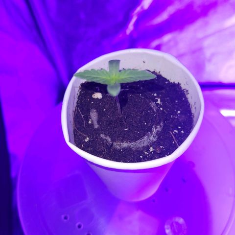 Lemon Wonder Automatic growlog photo: Tag 6 seit der Aussaat