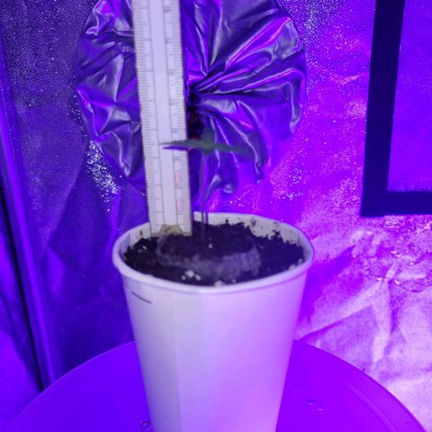 Lemon Wonder Automatic growlog photo: Tag 6 seit der Aussaat