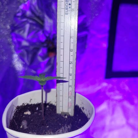 Lemon Wonder Automatic growlog photo: Tag 6 seit der Aussaat