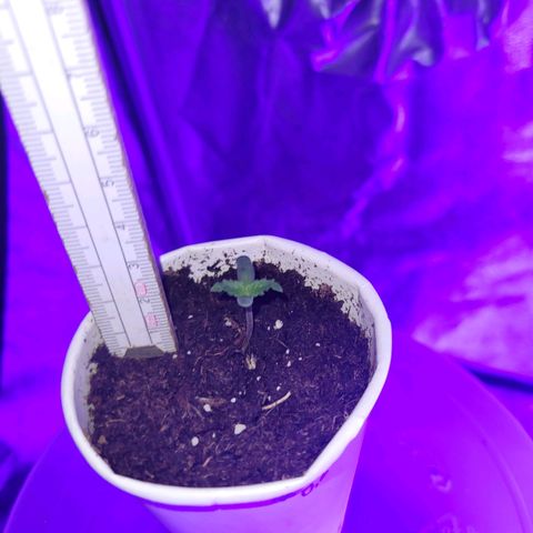 Lemon Wonder Automatic growlog photo: Tag 6 seit der Aussaat