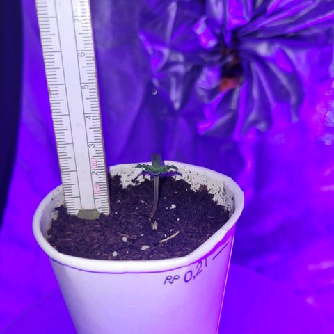 Lemon Wonder Automatic growlog photo: Tag 6 seit der Aussaat